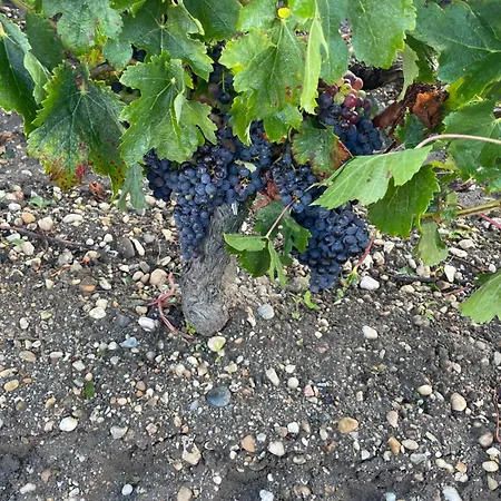 Domaine Des Quatre Terres * Lesparre-Medoc